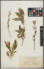 Foto von Salix purpurea L. x Salix viminalis L.